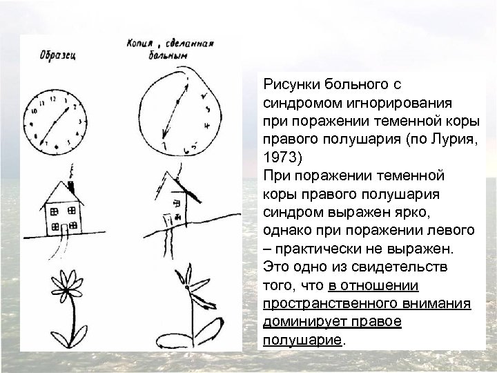 Рисунки больного с синдромом игнорирования при поражении теменной коры правого полушария (по Лурия, 1973)