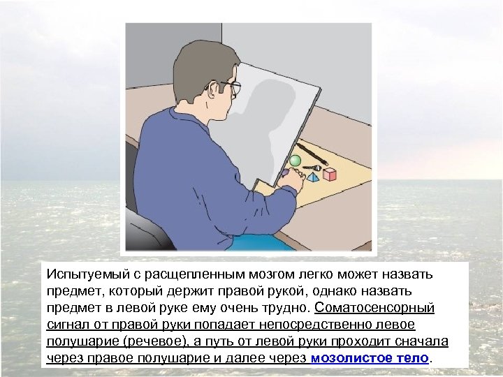 Испытуемый с расщепленным мозгом легко может назвать предмет, который держит правой рукой, однако назвать
