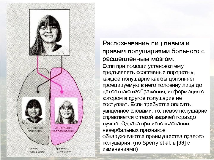 Распознавание лиц левым и правым полушариями больного с расщепленным мозгом. Если при помощи установки