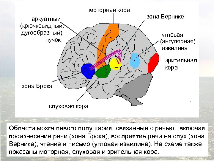 моторная кора аркуатный (крючковидный, дугообразный) пучок зона Вернике угловая (ангулярная) извилина зрительная кора зона