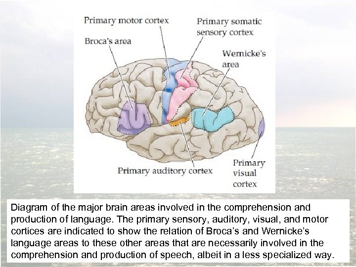 Diagram of the major brain areas involved in the comprehension and production of language.