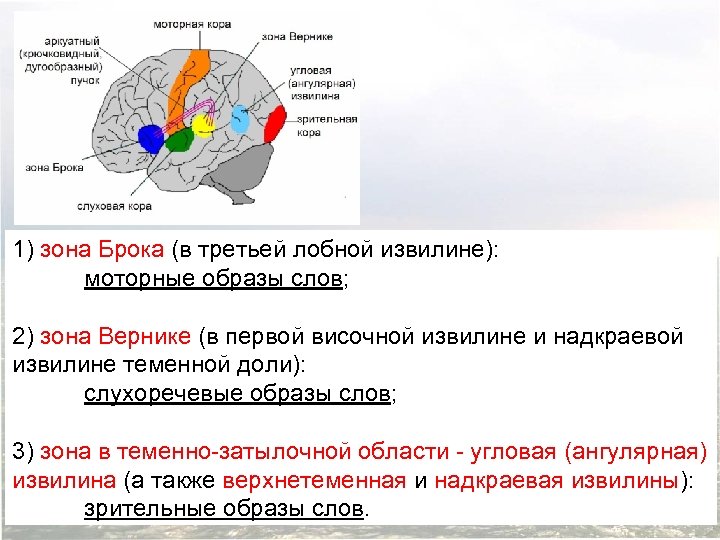 1) зона Брока (в третьей лобной извилине): моторные образы слов; 2) зона Вернике (в