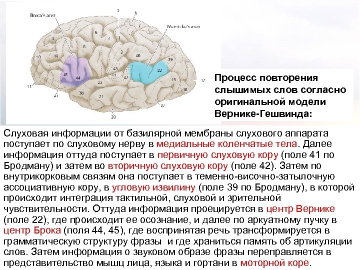 Процесс повторения слышимых слов согласно оригинальной модели Вернике-Гешвинда: Слуховая информации от базилярной мембраны слухового
