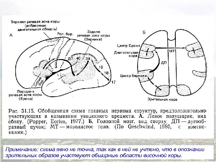 Примечание: схема явно не точна, так как в ней не учтено, что в опознании