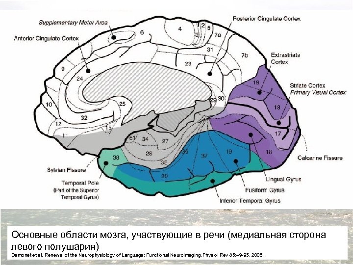 Основные области мозга, участвующие в речи (медиальная сторона левого полушария) Demonet et al. Renewal