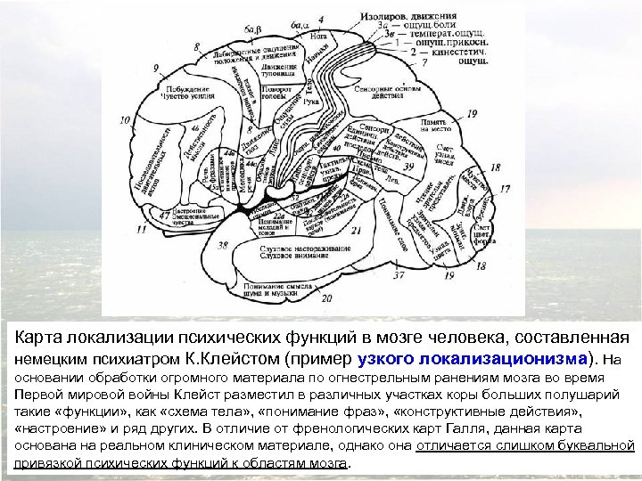 Карта локализации психических функций в мозге человека, составленная немецким психиатром К. Клейстом (пример узкого