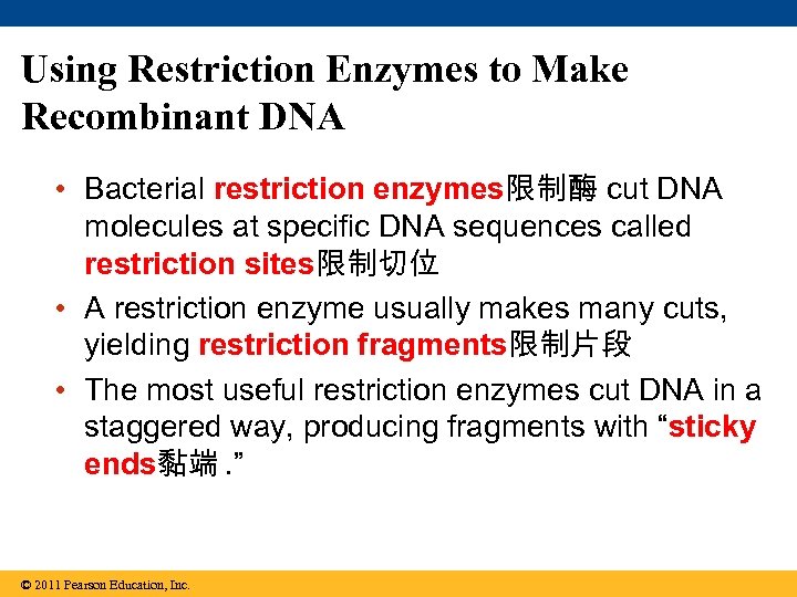 Using Restriction Enzymes to Make Recombinant DNA • Bacterial restriction enzymes限制酶 cut DNA molecules