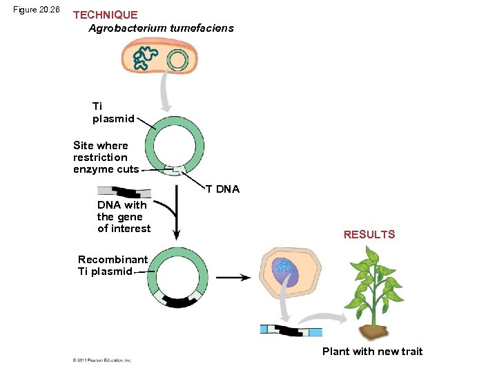 Figure 20. 26 TECHNIQUE Agrobacterium tumefaciens Ti plasmid Site where restriction enzyme cuts T