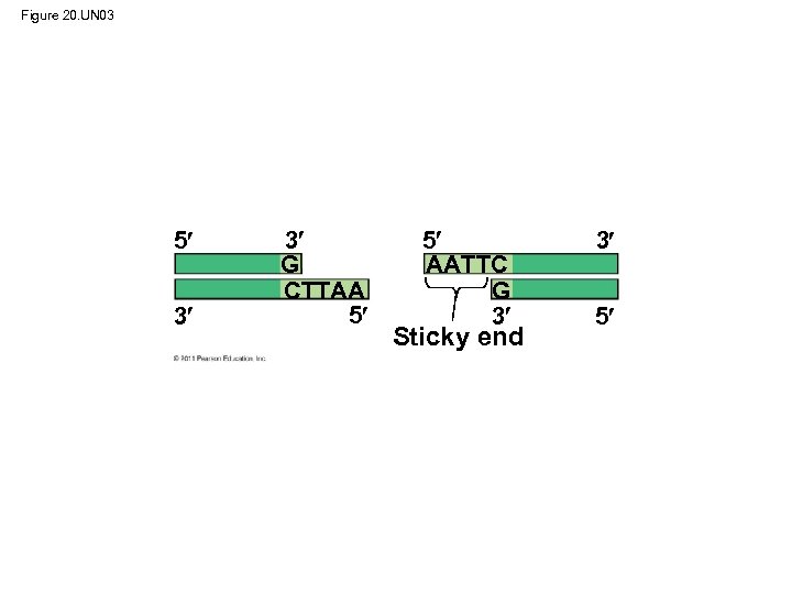 Figure 20. UN 03 5 3 3 G CTTAA 5 5 AATTC G 3