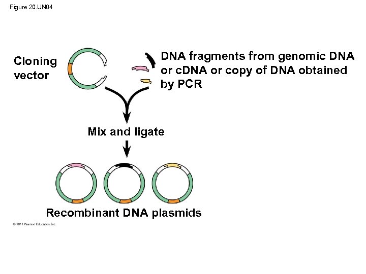 Figure 20. UN 04 Cloning vector DNA fragments from genomic DNA or copy of
