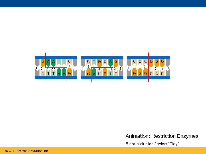 Animation: Restriction Enzymes Right-click slide / select “Play” © 2011 Pearson Education, Inc. 
