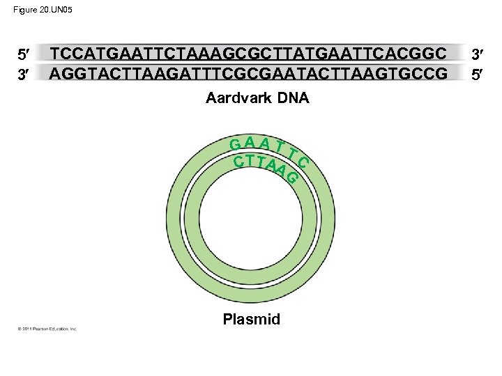 Figure 20. UN 05 5 3 TCCATGAATTCTAAAGCGCTTATGAATTCACGGC AGGTACTTAAGATTTCGCGAATACTTAAGTGCCG Aardvark DNA GA ATT CTT AA