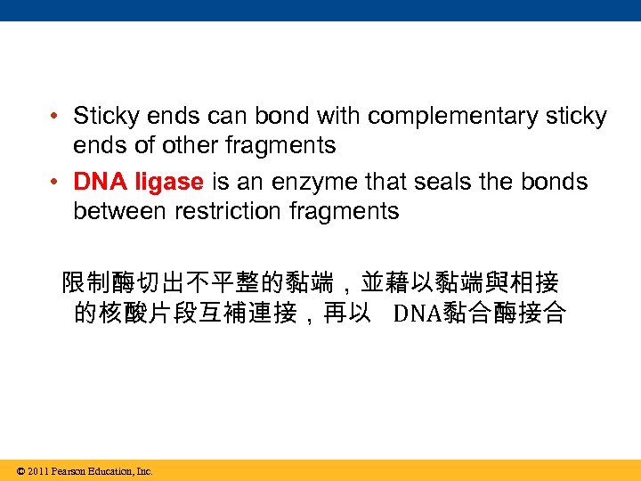  • Sticky ends can bond with complementary sticky ends of other fragments •