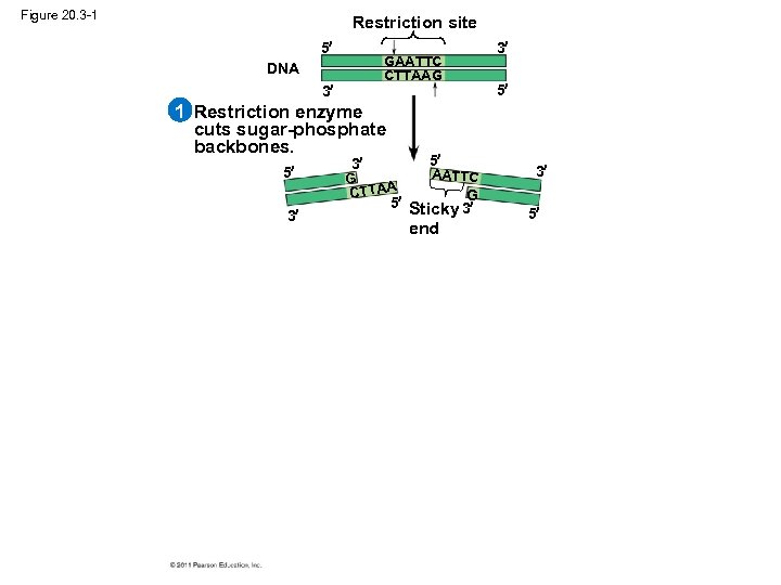 Figure 20. 3 -1 Restriction site 5 GAATTC CTTAAG DNA 3 3 5 1