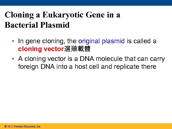 Cloning a Eukaryotic Gene in a Bacterial Plasmid • In gene cloning, the original