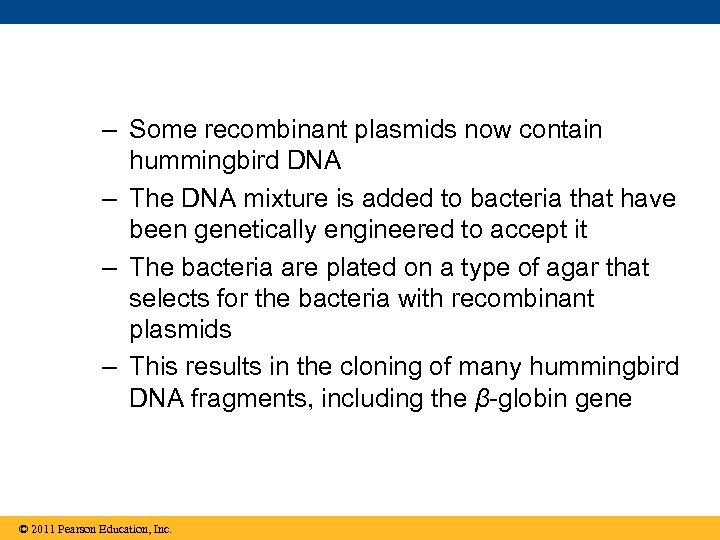 – Some recombinant plasmids now contain hummingbird DNA – The DNA mixture is added