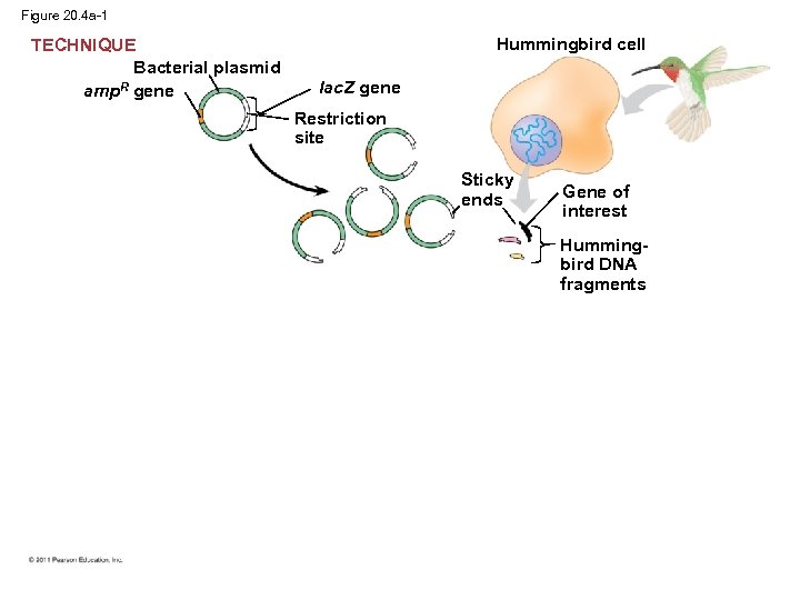 Figure 20. 4 a-1 TECHNIQUE Bacterial plasmid amp. R gene Hummingbird cell lac. Z
