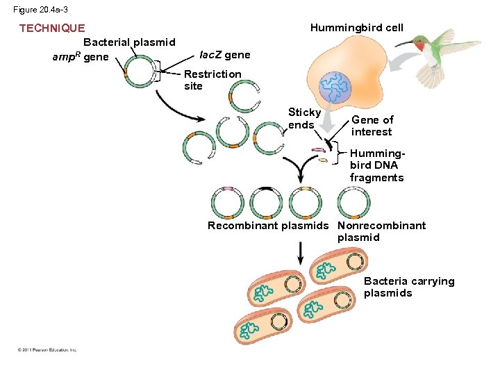 Figure 20. 4 a-3 TECHNIQUE Bacterial plasmid amp. R gene Hummingbird cell lac. Z