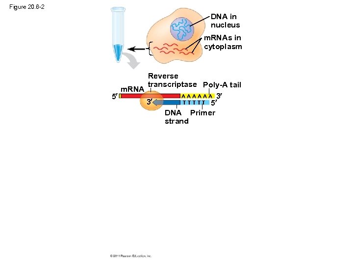 Figure 20. 6 -2 DNA in nucleus m. RNAs in cytoplasm Reverse transcriptase Poly-A