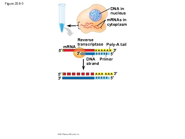 Figure 20. 6 -3 DNA in nucleus m. RNAs in cytoplasm Reverse transcriptase Poly-A