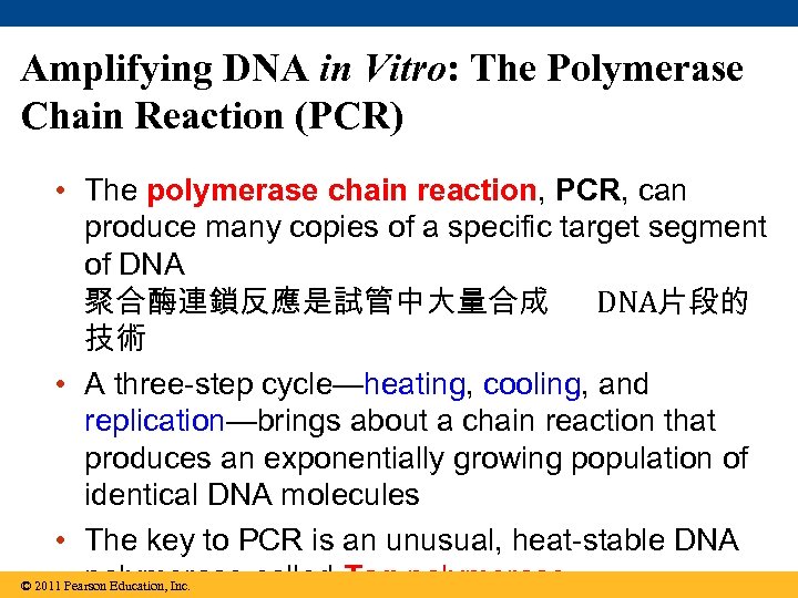 Amplifying DNA in Vitro: The Polymerase Chain Reaction (PCR) • The polymerase chain reaction,