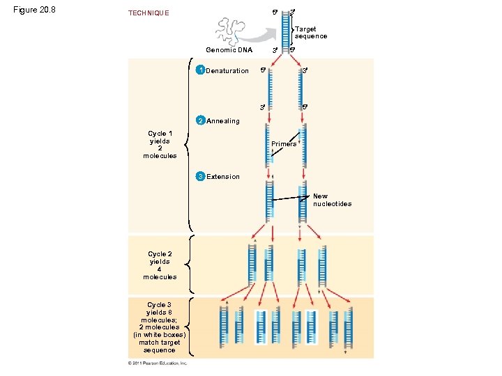 Figure 20. 8 5 TECHNIQUE 3 Target sequence Genomic DNA 1 Denaturation 3 5