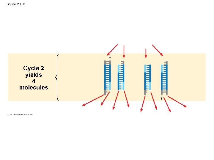 Figure 20. 8 c Cycle 2 yields 4 molecules 