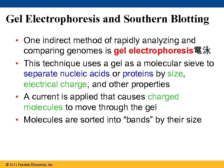 Gel Electrophoresis and Southern Blotting • One indirect method of rapidly analyzing and comparing