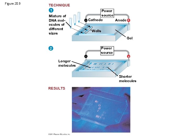 Figure 20. 9 TECHNIQUE 1 Mixture of DNA molecules of different sizes Power source