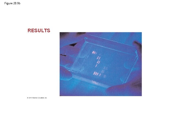 Figure 20. 9 b RESULTS 