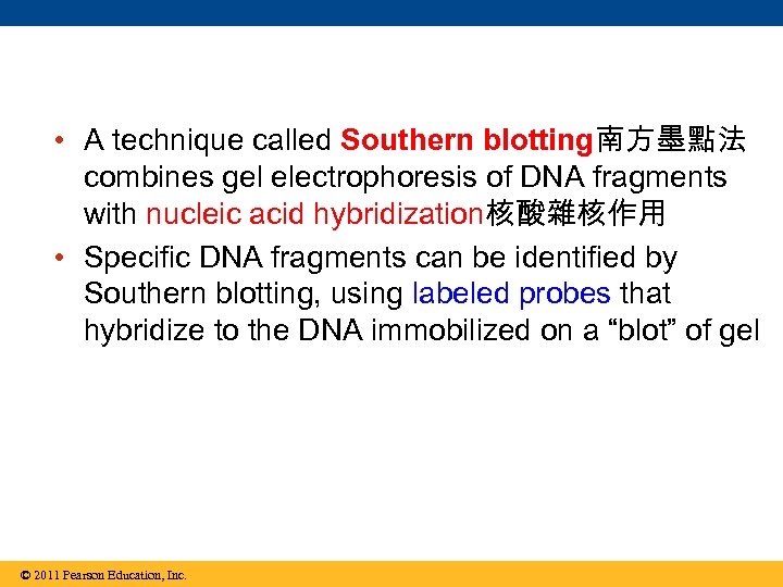  • A technique called Southern blotting南方墨點法 combines gel electrophoresis of DNA fragments with