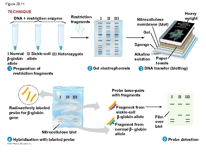 Figure 20. 11 TECHNIQUE DNA restriction enzyme Restriction fragments I II III Heavy weight