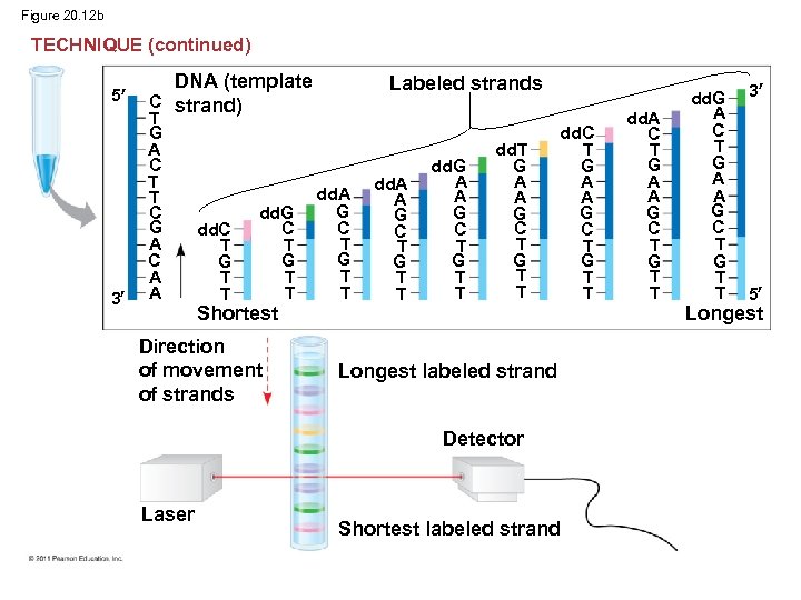 Figure 20. 12 b TECHNIQUE (continued) 5 3 DNA (template C strand) T G