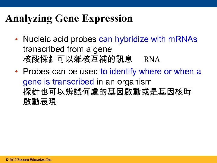Analyzing Gene Expression • Nucleic acid probes can hybridize with m. RNAs transcribed from