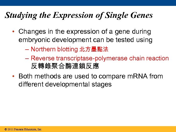 Studying the Expression of Single Genes • Changes in the expression of a gene