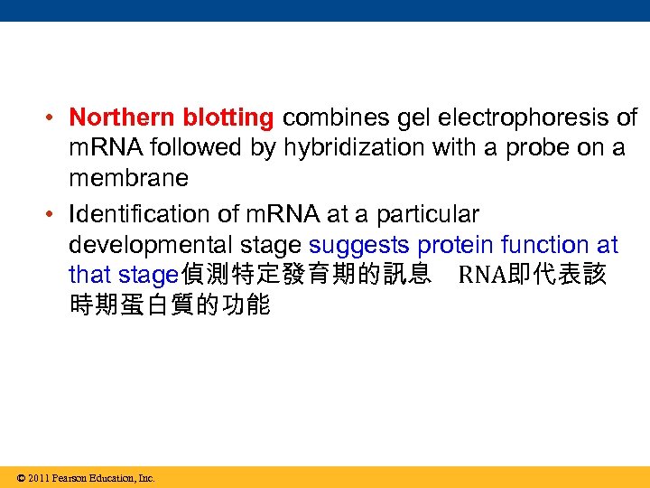  • Northern blotting combines gel electrophoresis of m. RNA followed by hybridization with