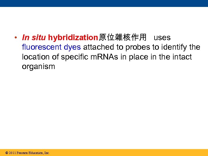  • In situ hybridization原位雜核作用 uses fluorescent dyes attached to probes to identify the