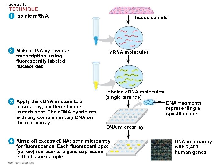 Figure 20. 15 TECHNIQUE 1 Isolate m. RNA. 2 Make c. DNA by reverse