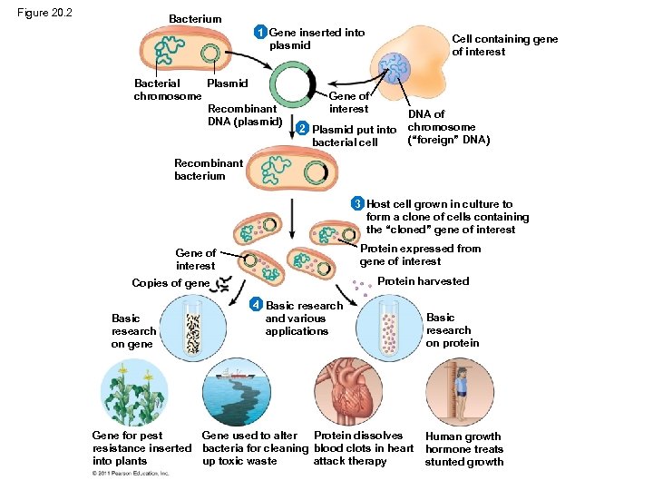 Figure 20. 2 Bacterium 1 Gene inserted into plasmid Bacterial Plasmid chromosome Recombinant DNA