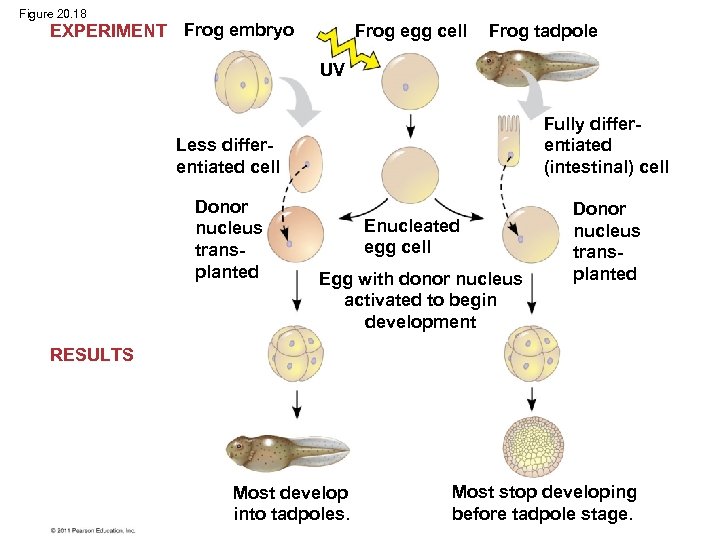 Figure 20. 18 EXPERIMENT Frog embryo Frog egg cell Frog tadpole UV Less differentiated