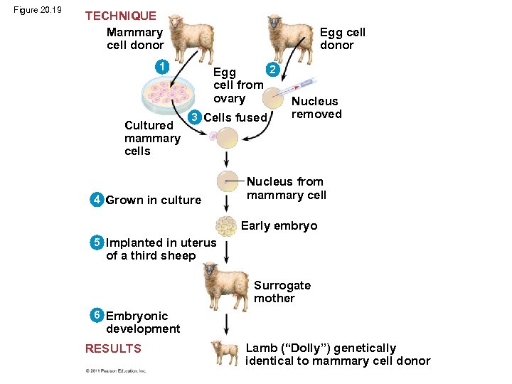 Figure 20. 19 TECHNIQUE Mammary cell donor Egg cell donor 1 Cultured mammary cells
