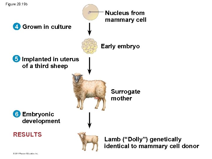 Figure 20. 19 b Nucleus from mammary cell 4 Grown in culture Early embryo