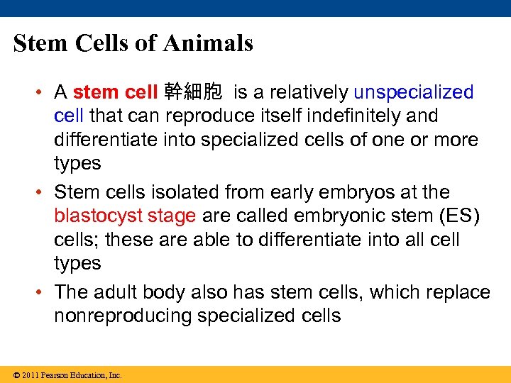 Stem Cells of Animals • A stem cell 幹細胞 is a relatively unspecialized cell