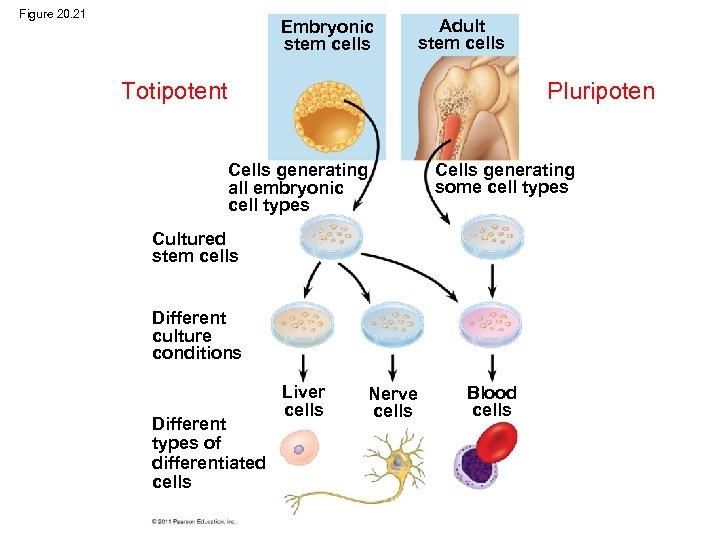Figure 20. 21 Embryonic stem cells Adult stem cells Totipotent Pluripoten Cells generating some