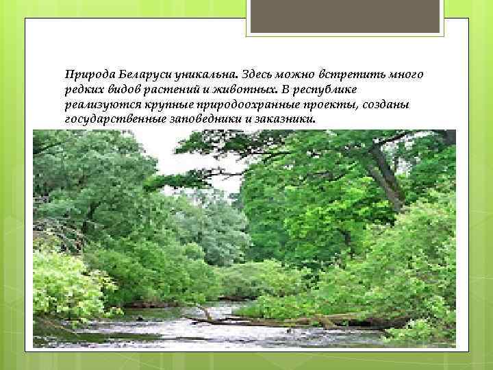 Природа Беларуси уникальна. Здесь можно встретить много редких видов растений и животных. В республике