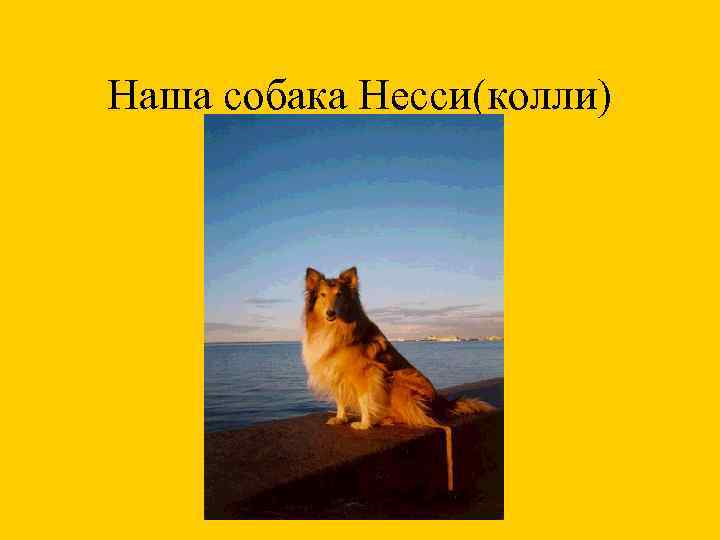 Наша собака Несси(колли) 