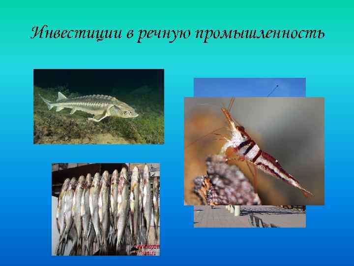 Инвестиции в речную промышленность 