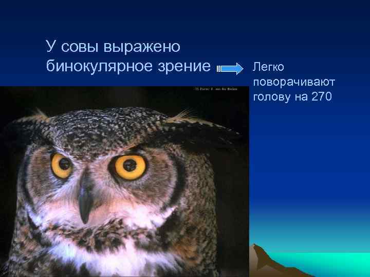 У совы выражено бинокулярное зрение Легко поворачивают голову на 270 