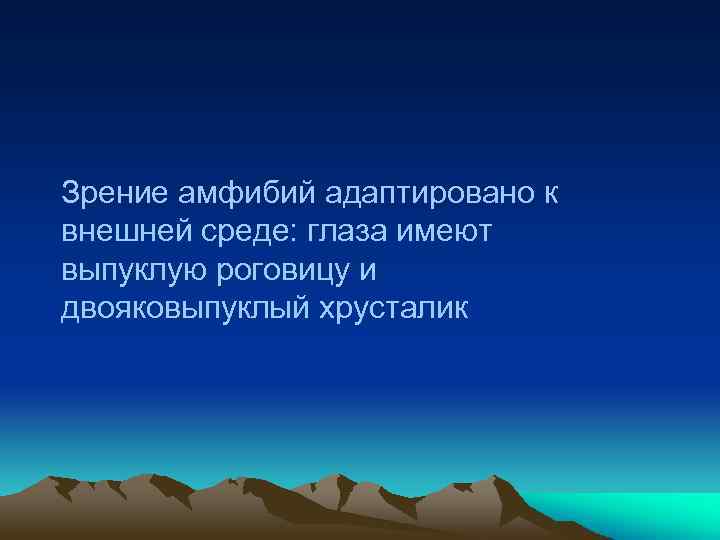 Зрение амфибий адаптировано к внешней среде: глаза имеют выпуклую роговицу и двояковыпуклый хрусталик 