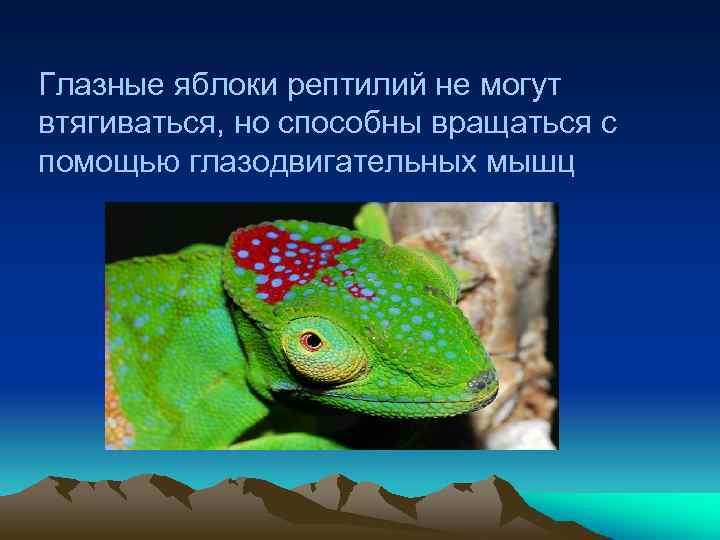 Глазные яблоки рептилий не могут втягиваться, но способны вращаться с помощью глазодвигательных мышц 